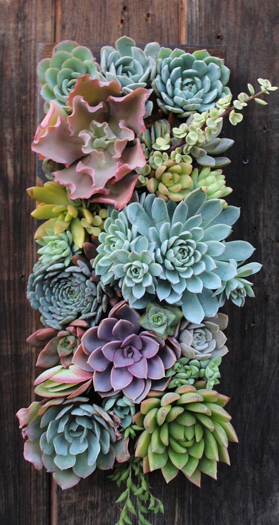 Suculentas como jardines verticales